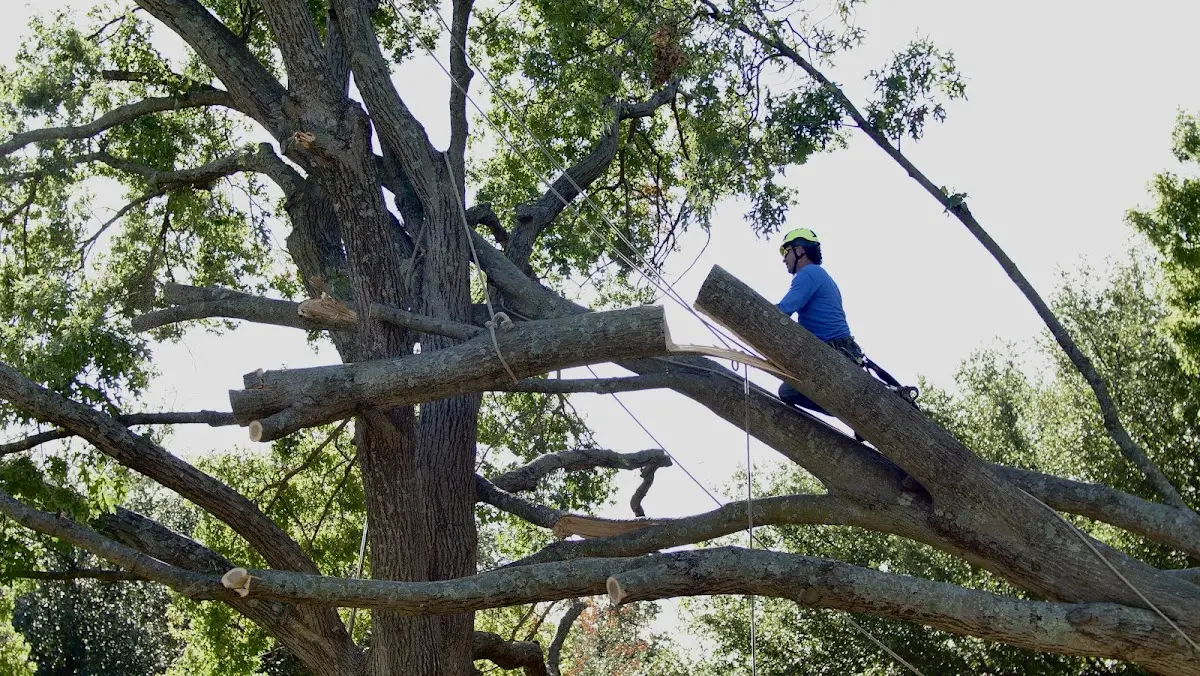 Professional Crown Thinning performed by certified arborists in Shoals