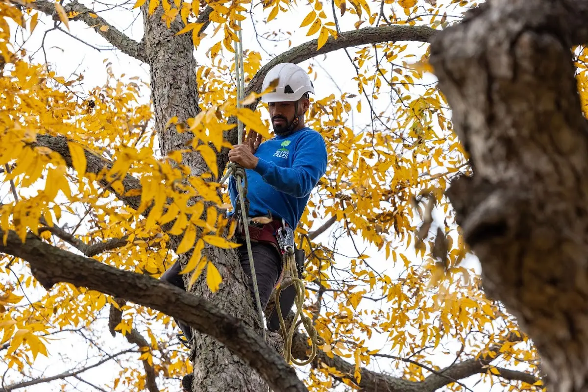 Skilled Tree Pruning crew working in Shoals